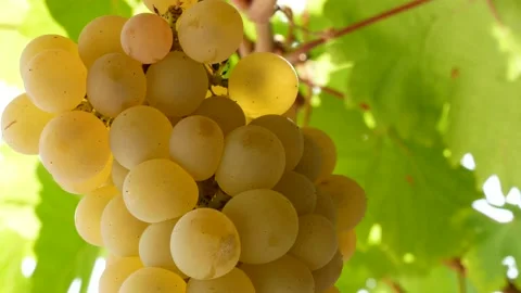 Bunch of fresh rape grapes on bunch Video stock 138819109