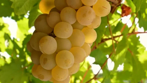 Bunch of fresh rape grapes on bunch Stock-Footage 138819332