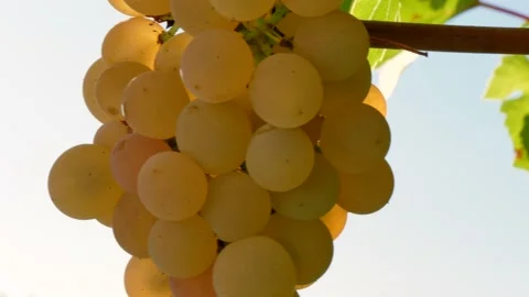 Bunch of fresh rape grapes on bunch Video stock 138819368