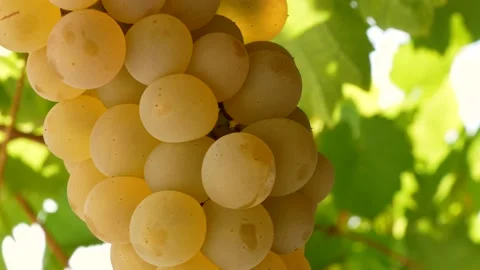 Bunch of fresh rape grapes on bunch Video stock 138819370