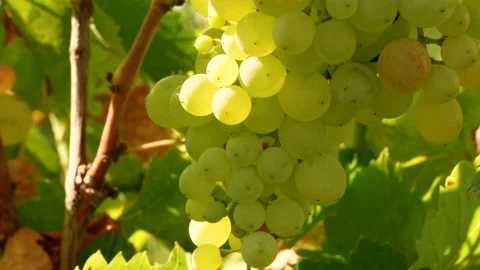 Bunch of fresh rape grapes on bunch Video stock 138819416