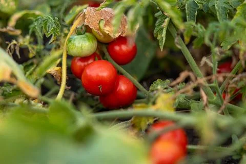 Bunch of fresh ripe red grape tomatoes hanging on the vine in organic garden Stock Photos