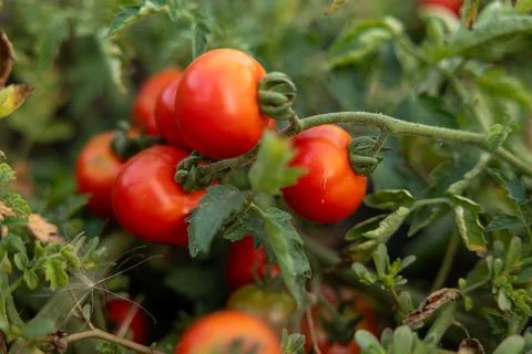 Bunch of fresh ripe red grape tomatoes hanging on the vine in organic garden Stock Photos