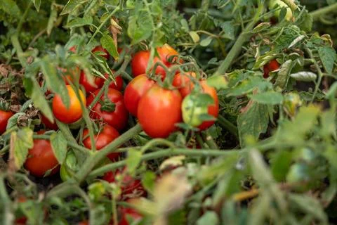 Bunch of fresh ripe red grape tomatoes hanging on the vine in organic garden Stock Photos