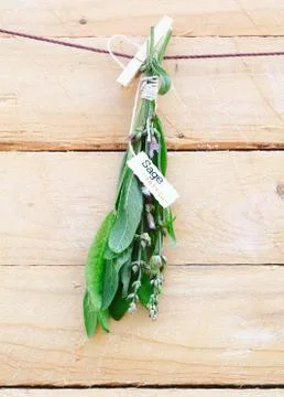 Bunch of fresh sage Stock Photos