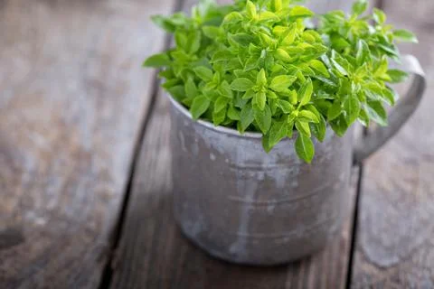 Bunch of fresh Spicy Globe Basil Stock Photos