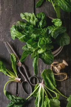 Bunch of fresh spinach Stock Photos