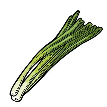 Bunch of fresh stalks onion. Vector black vintage engraving Stock Illustration