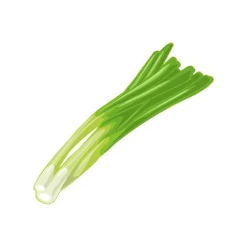 Bunch of fresh stalks onion. Vector color vintage engraving イラスト素材