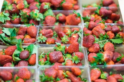 Bunch of fresh strawberry in plastic boxes in cool place in supermarket Stock Photos