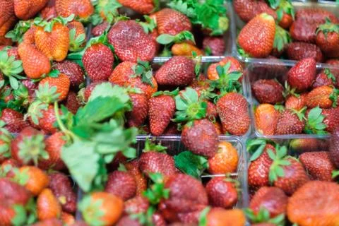 Bunch of fresh strawberry in plastic boxes in cool place in supermarket Stock Photos