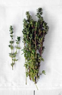Bunch of fresh thyme Stock Photos