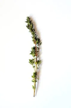 Bunch of fresh thyme Stock Photos