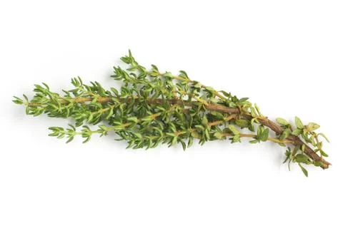 Bunch of Fresh Thyme 스톡 사진
