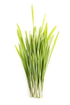 Bunch of fresh wheatgrass, sprouted first leaves of common wheat Stock Photos
