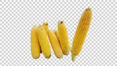 Bunch of Fresh Yellow Corn Cobs Isolated for Food Farming Concept Fotos de archivo