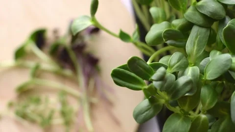 Bunch of freshly cut microgreens of radish sango,sunflower and watercress salad. Stock Footage 150634098