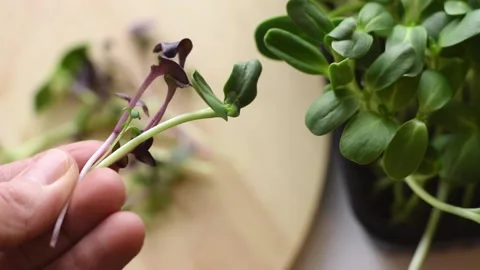 Bunch of freshly cut microgreens of  radish sango and sunflower in hands. Stock Footage 150634470