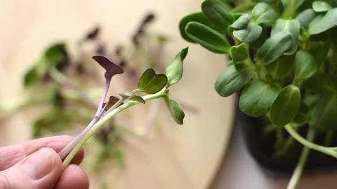 A bunch of freshly cut microgreens in a woman's hands. Stock Footage 150633983