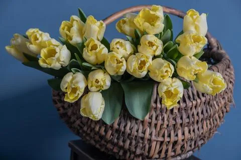 A bunch of freshly cut yellow tulips in a rustic willow basket against a te.. Stock Photos