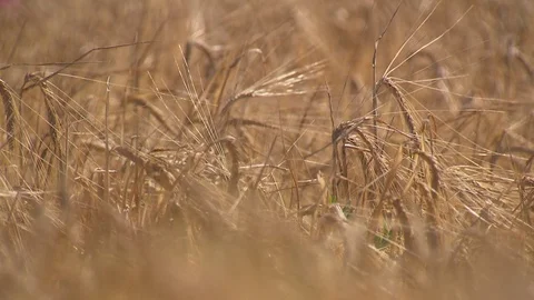 Bunch of fully ripe crops Stock Footage 73697173