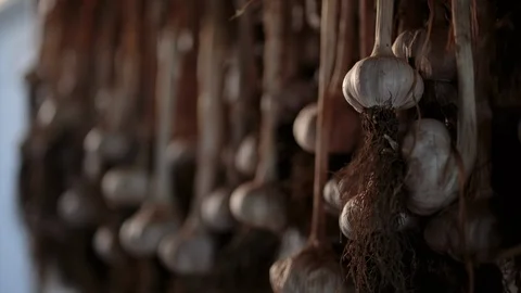 Bunch of garlic bulbs Stock Footage 94885299