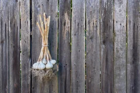 A bunch of garlic dries on an old rustic fence. Foto stock