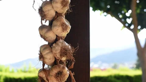 Bunch of garlic hanging. Video stock 137676284