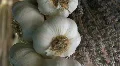 Bunch Of Garlic Hanging In A Mediterranean Kitchen HD Footage