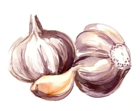 Bunch of garlic Illustrazione stock