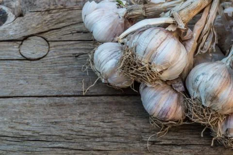 Bunch of garlic Stock Photos