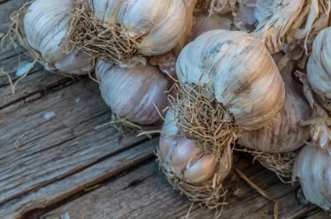 Bunch of garlic Stock Photos