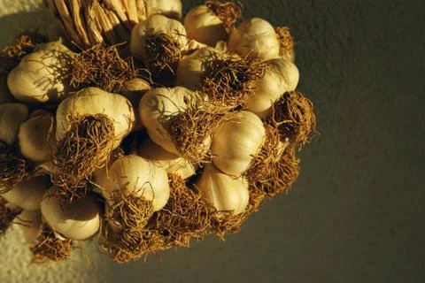 A bunch of garlic Foto stock