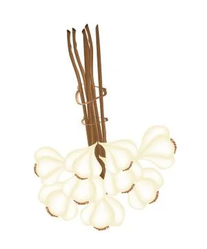 A Bunch of Garlic on White Background Illustrazione stock