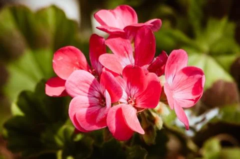Bunch of Geranium Flowers Stock Photos