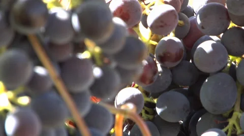 Bunch of Grape - Focusing Video stock 35223681