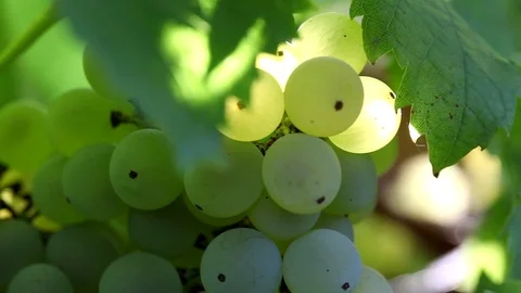 Bunch of grape Stock Footage 102568905