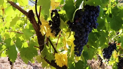 Bunch of Grape Stock Footage 122172442