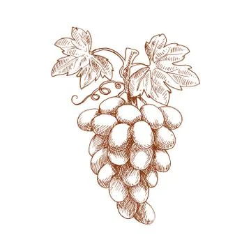 Bunch of grape fruit on grapevine, sketch Ilustração Stock