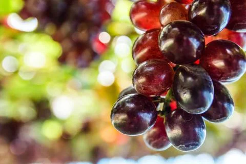 Bunch of grape on grapevine with bokeh. Stock Photos