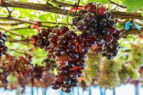 Bunch of grape on grapevine with bokeh. Stock Photos