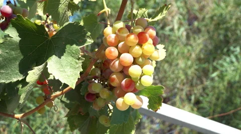Bunch of grape hanging in the vyneyard. Prores 4K. Stock Footage 66698511
