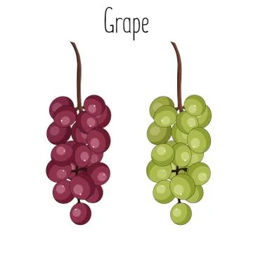 Bunch of grape isolated on white background, stock vector illustration. Stock Illustration