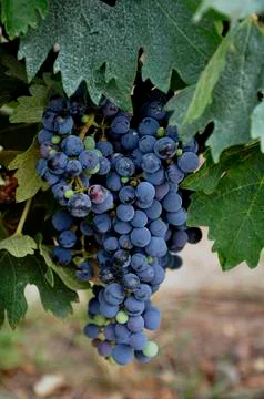 Bunch of Grape Stock-Fotos