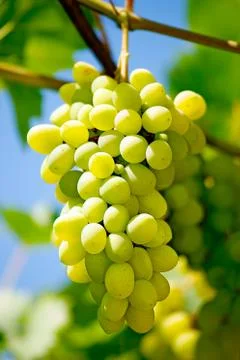 	Bunch of grape Stock Photos