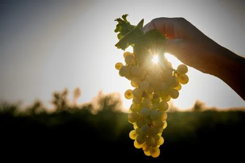 A bunch of grape Stock Photos