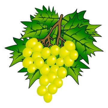 Bunch of grape with vine leafs isolated on white background Stock Illustration