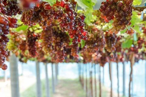 Bunch of grape on vine. Stockfoto's