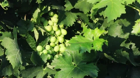 Bunch Of Grapes 2 Stock Footage 40712668
