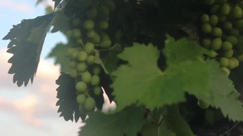 Bunch Of Grapes 3 Stock Footage 40724395